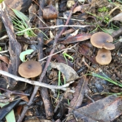 Entoloma sp. (Entoloma) at Forde, ACT - 25 Jul 2016 by JasonC