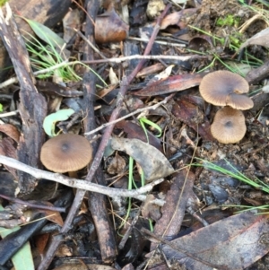 Entoloma sp. at Forde, ACT - 25 Jul 2016