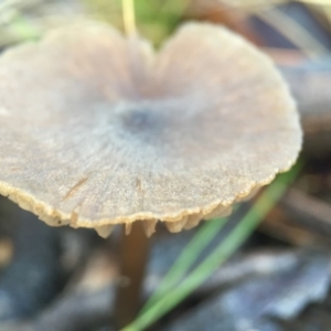 Entoloma sp. at Forde, ACT - 25 Jul 2016