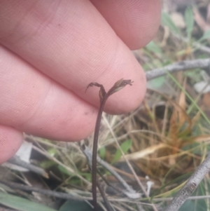 Acianthus sp. at Acton, ACT - 25 Jul 2016