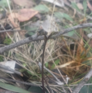 Acianthus sp. at Acton, ACT - 25 Jul 2016