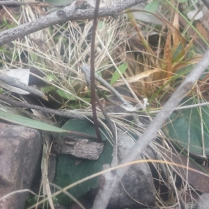 Acianthus sp. at Acton, ACT - 25 Jul 2016