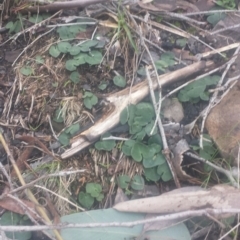 Acianthus sp. at Acton, ACT - 25 Jul 2016