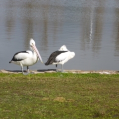 Pelecanus conspicillatus (Australian Pelican) at Mount Ainslie to Black Mountain - 25 Jul 2016 by JanetRussell