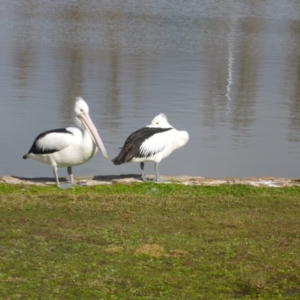 Pelecanus conspicillatus at Canberra, ACT - 25 Jul 2016 10:49 AM