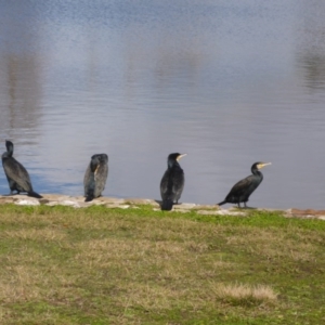 Phalacrocorax carbo at Canberra, ACT - 25 Jul 2016