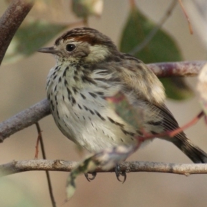 Pyrrholaemus sagittatus at Garran, ACT - 21 Jul 2016