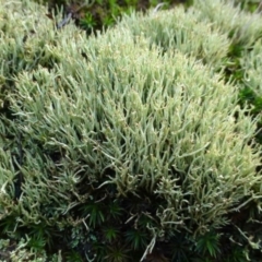 Cladonia sp. (genus) (Cup Lichen) at Canberra Central, ACT - 26 Jul 2016 by RWPurdie