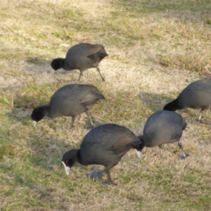 Fulica atra at Canberra, ACT - 26 Jul 2016