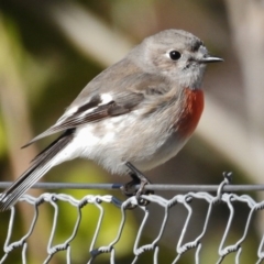 Petroica boodang (Scarlet Robin) at Paddys River, ACT - 26 Jul 2016 by JohnBundock