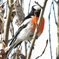 Petroica boodang (Scarlet Robin) at Tharwa, ACT - 19 Jul 2016 by JohnBundock