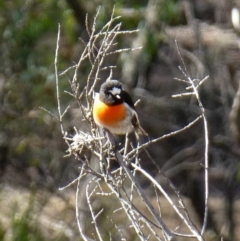 Petroica boodang (Scarlet Robin) at Canberra Central, ACT - 25 Jul 2016 by RWPurdie