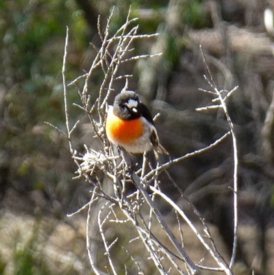 Petroica boodang (Scarlet Robin) at Canberra Central, ACT - 25 Jul 2016 by RWPurdie