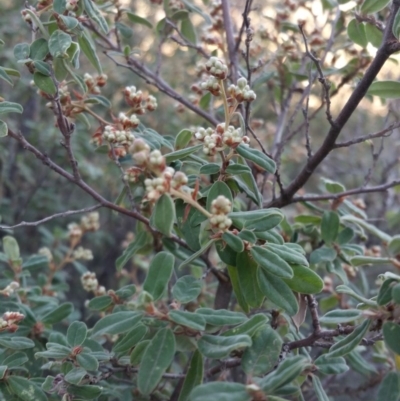 Pomaderris pallida (Pale Pomaderris) at Kambah, ACT - 28 Jun 2016 by liambanyer