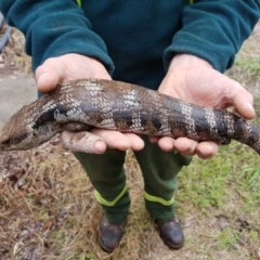 Tiliqua scincoides scincoides (Eastern Blue-tongue) at Fyshwick, ACT - 17 Jan 2016 by maconachie