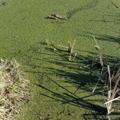 Ricciocarpos natans (Floating Liverwort) at Lake Burley Griffin Central/East - 16 Jul 2016 by maconachie