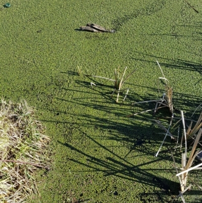 Ricciocarpos natans (Floating Liverwort) at Kingston, ACT - 16 Jul 2016 by maconachie