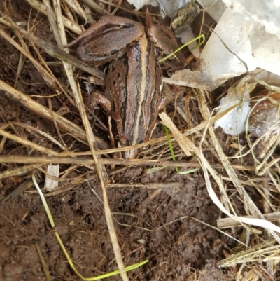 Limnodynastes peronii (Brown-striped Frog) at Fyshwick, ACT - 7 Jun 2016 by maconachie