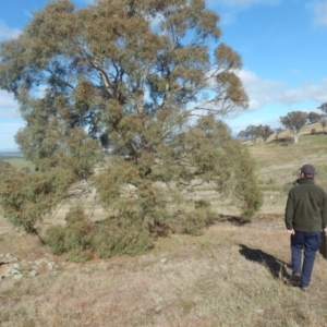 Eucalyptus nicholii at The Pinnacle - 26 Jul 2016