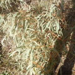 Eucalyptus nicholii at The Pinnacle - 26 Jul 2016