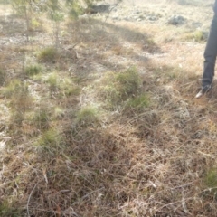 Eucalyptus nicholii at The Pinnacle - 26 Jul 2016 12:07 PM