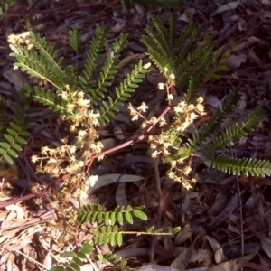 Acacia terminalis at Wanniassa Hill - 27 Jul 2016