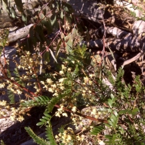 Acacia terminalis at Wanniassa Hill - 27 Jul 2016