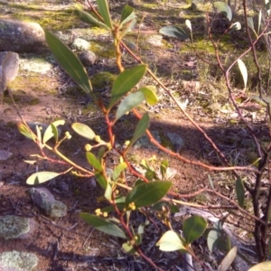 Acacia penninervis var. penninervis at Wanniassa Hill - 27 Jul 2016