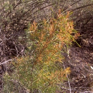 Acacia boormanii at Fadden, ACT - 27 Jul 2016