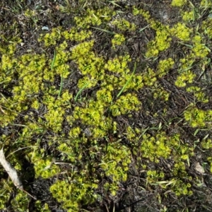 Drosera sp. at Wanniassa Hill - 27 Jul 2016 10:23 AM