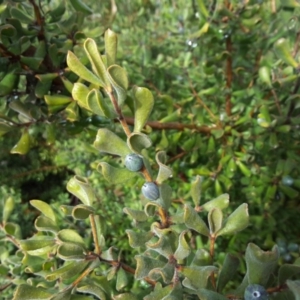 Persoonia rigida at Jerrabomberra, ACT - 27 Jul 2016