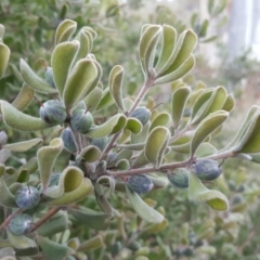 Persoonia rigida at Jerrabomberra, ACT - 27 Jul 2016