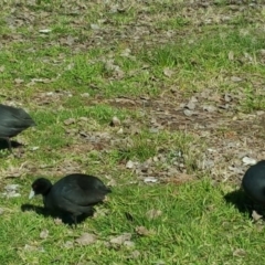 Fulica atra (Eurasian Coot) at Mount Ainslie to Black Mountain - 28 Jul 2016 by Mike