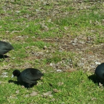 Fulica atra (Eurasian Coot) at Mount Ainslie to Black Mountain - 28 Jul 2016 by Mike