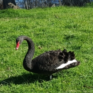 Cygnus atratus at Lake Burley Griffin West - 28 Jul 2016