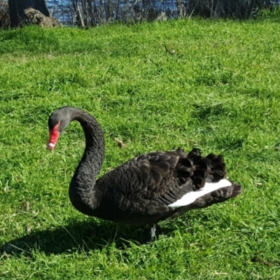 Cygnus atratus (Black Swan) at Parkes, ACT - 28 Jul 2016 by Mike