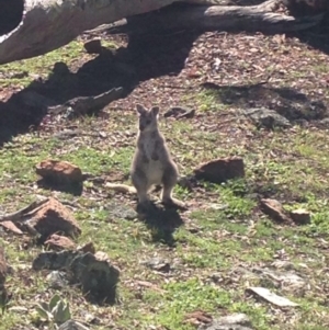 Osphranter robustus at Gungahlin, ACT - 28 Jul 2016