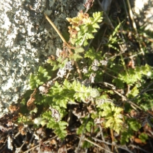 Cheilanthes distans at Tharwa, ACT - 28 Jul 2016