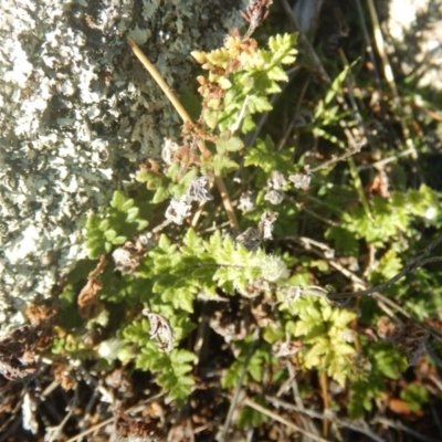 Cheilanthes distans (Bristly Cloak Fern) at Tharwa, ACT - 28 Jul 2016 by MichaelMulvaney