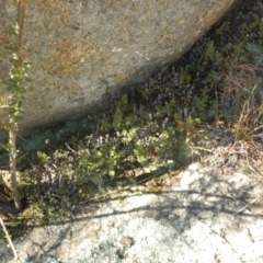 Cheilanthes distans at Tharwa, ACT - 28 Jul 2016