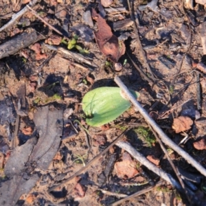 Eriochilus cucullatus at Canberra Central, ACT - suppressed