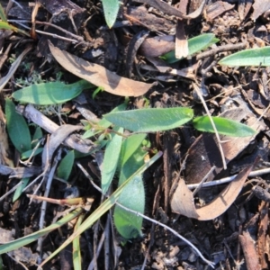 Glossodia major at Canberra Central, ACT - suppressed