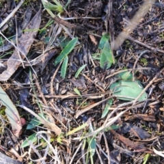 Glossodia major at Canberra Central, ACT - suppressed