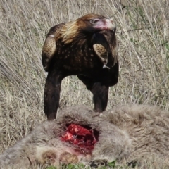 Aquila audax (Wedge-tailed Eagle) at Royalla, NSW - 28 Jul 2016 by JohnBundock