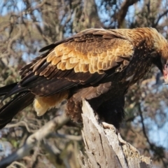 Aquila audax at Royalla, NSW - 28 Jul 2016