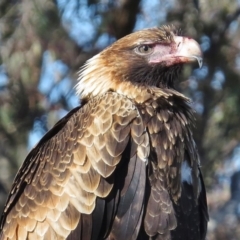 Aquila audax at Royalla, NSW - 28 Jul 2016