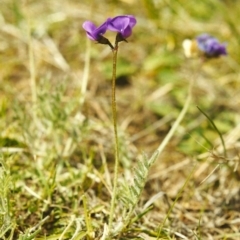 Swainsona behriana (Behr's Swainson-Pea) at Tuggeranong Hill - 29 Sep 2000 by michaelb