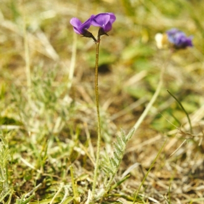 Swainsona behriana (Behr's Swainson-Pea) at Conder, ACT - 30 Sep 2000 by MichaelBedingfield