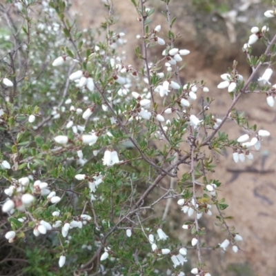 Cryptandra amara (Bitter Cryptandra) at Mount Mugga Mugga - 31 Jul 2016 by Mike