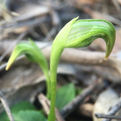 Pterostylis nutans (Nodding Greenhood) at Belconnen, ACT - 31 Jul 2016 by JasonC